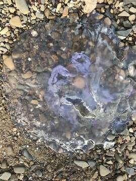 Image of Pacific moon jelly