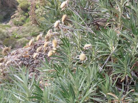 Image of Carlina salicifolia (L. fil.) Cav.