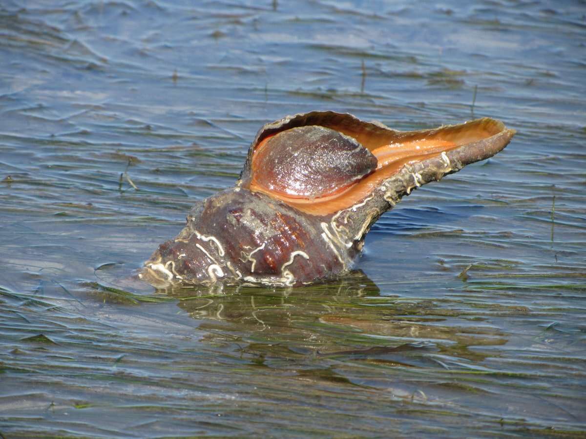 Image of Triplofusus Olsson & Harbison 1953