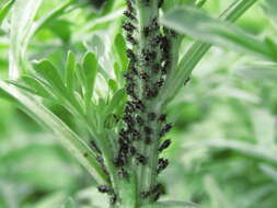 Image of Aphid