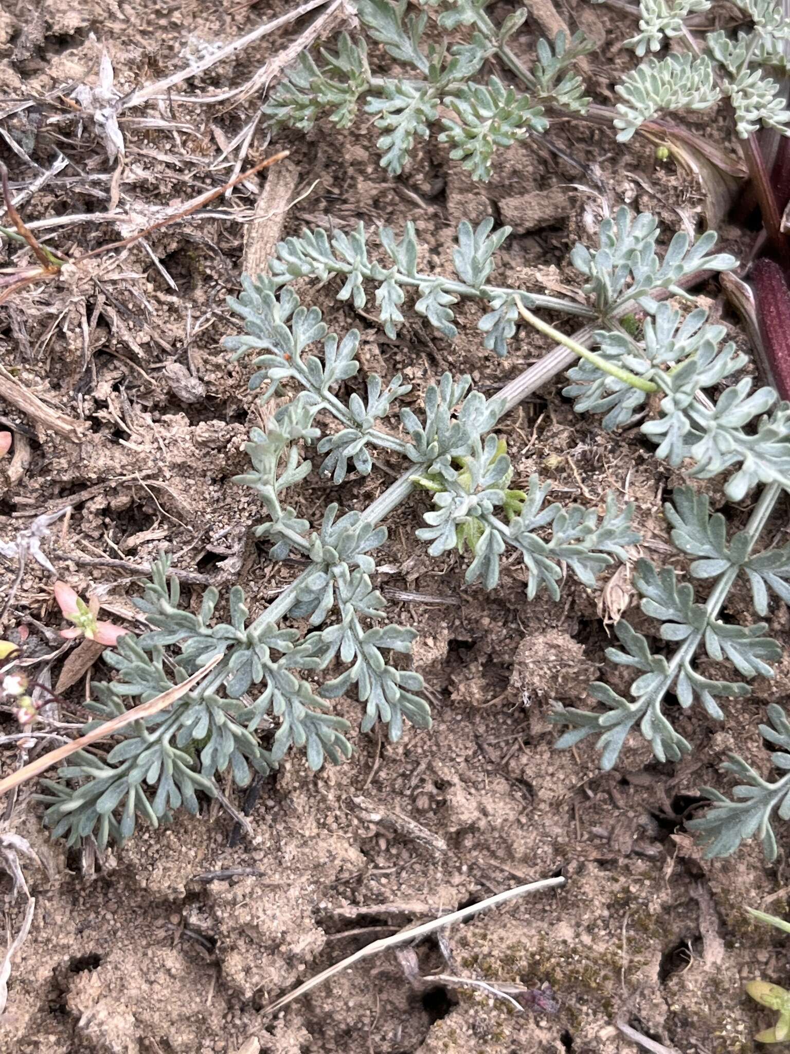 Image of Canby's biscuitroot