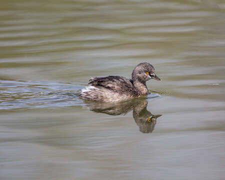 Imagem de Tachybaptus dominicus (Linnaeus 1766)