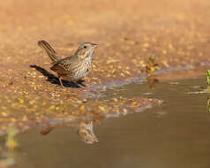 Image of Lincoln's Sparrow