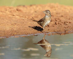 Image of Lincoln's Sparrow