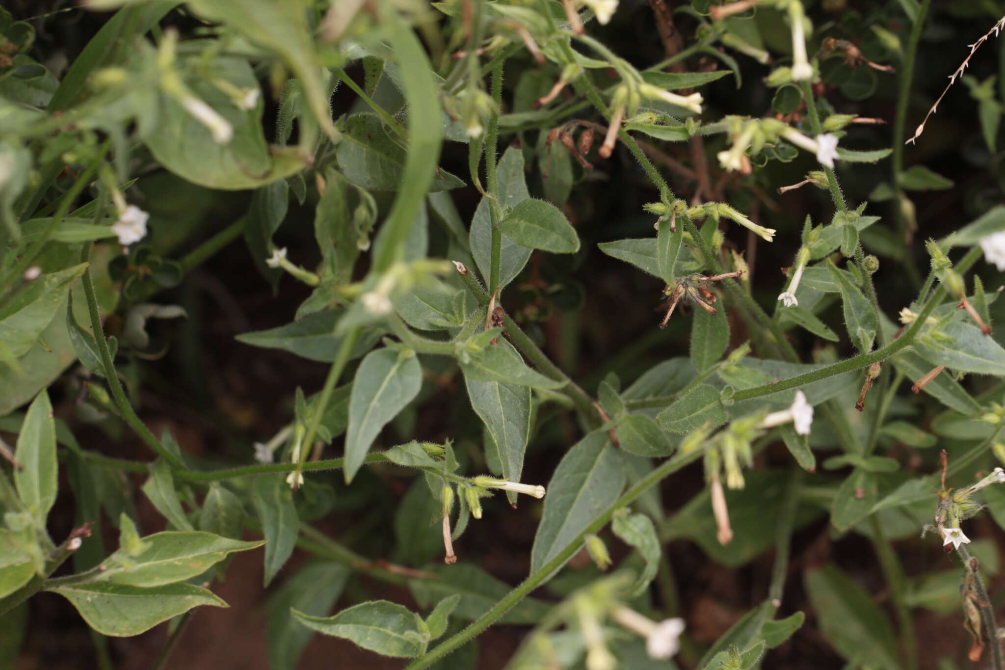 Image of Cleveland's tobacco