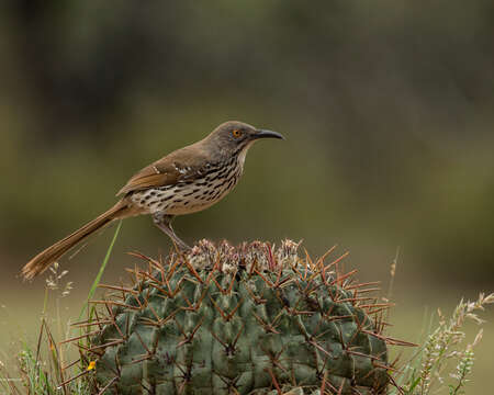 صورة Toxostoma longirostre (Lafresnaye 1838)