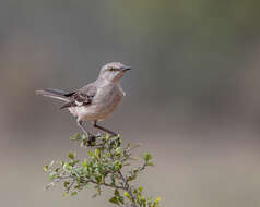 Image of Northern Mockingbird