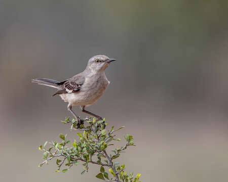 Image of Northern Mockingbird