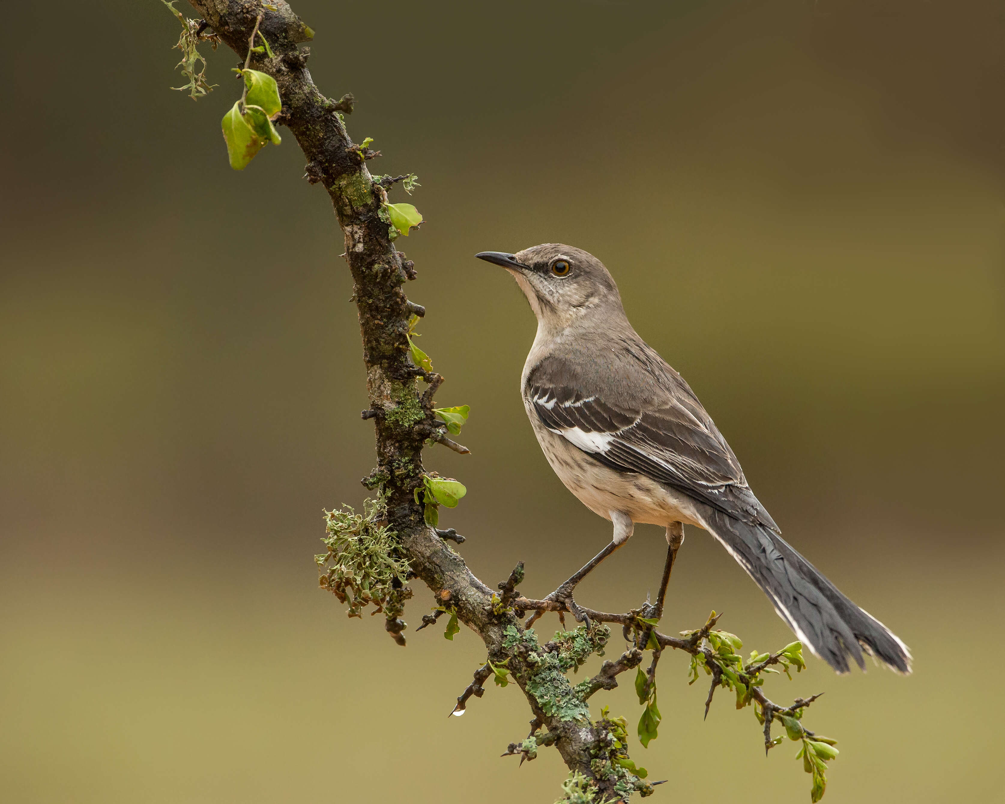 Image of Northern Mockingbird