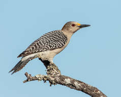 Image of Golden-fronted Woodpecker