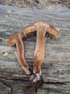 Image of Cortinarius ahsii McKnight 1975