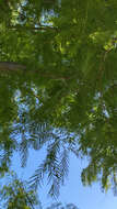 Image of dawn redwood