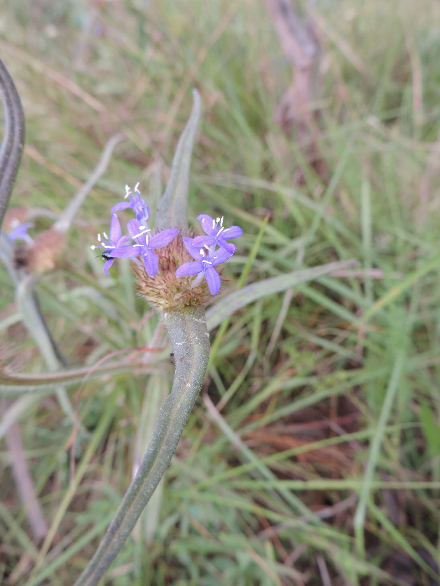 Plancia ëd Spermacoce dibrachiata Oliv.