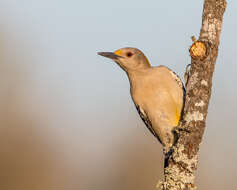 Plancia ëd Melanerpes aurifrons (Wagler 1829)