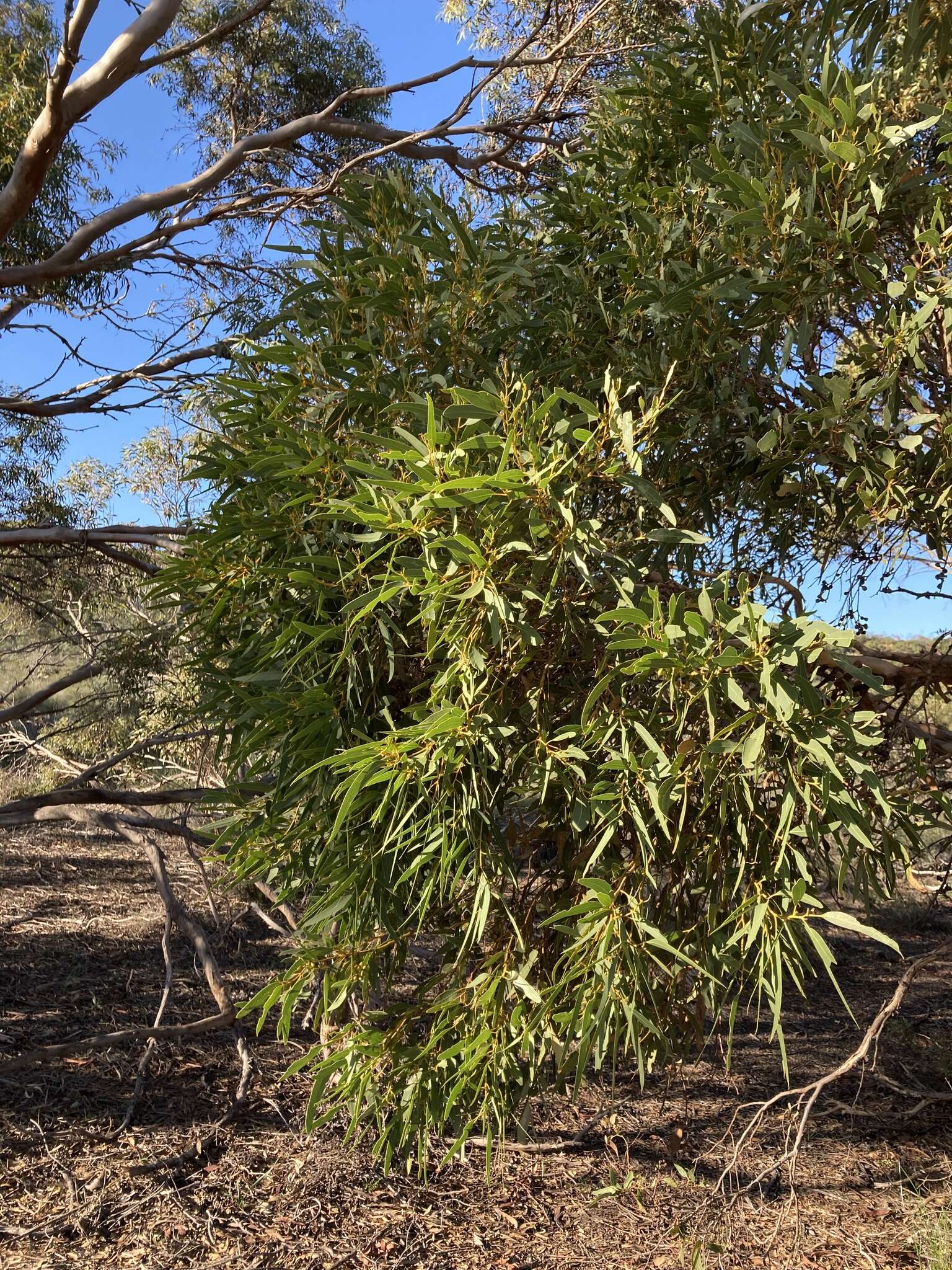 Image of Eucalyptus leprophloia M. I. H. Brooker & S. D. Hopper