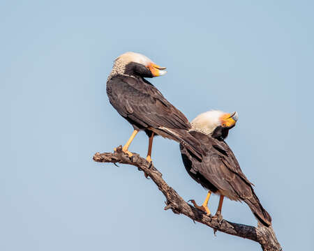 Image of Caracara Merrem 1826