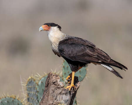 Image of Caracara Merrem 1826