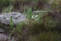 Imagem de Watsonia vanderspuyae L. Bolus