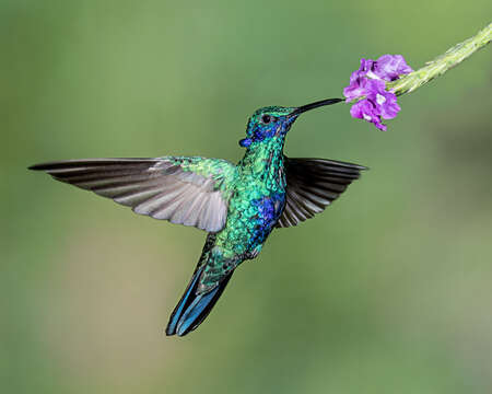 Image of Sparkling Violet-ear