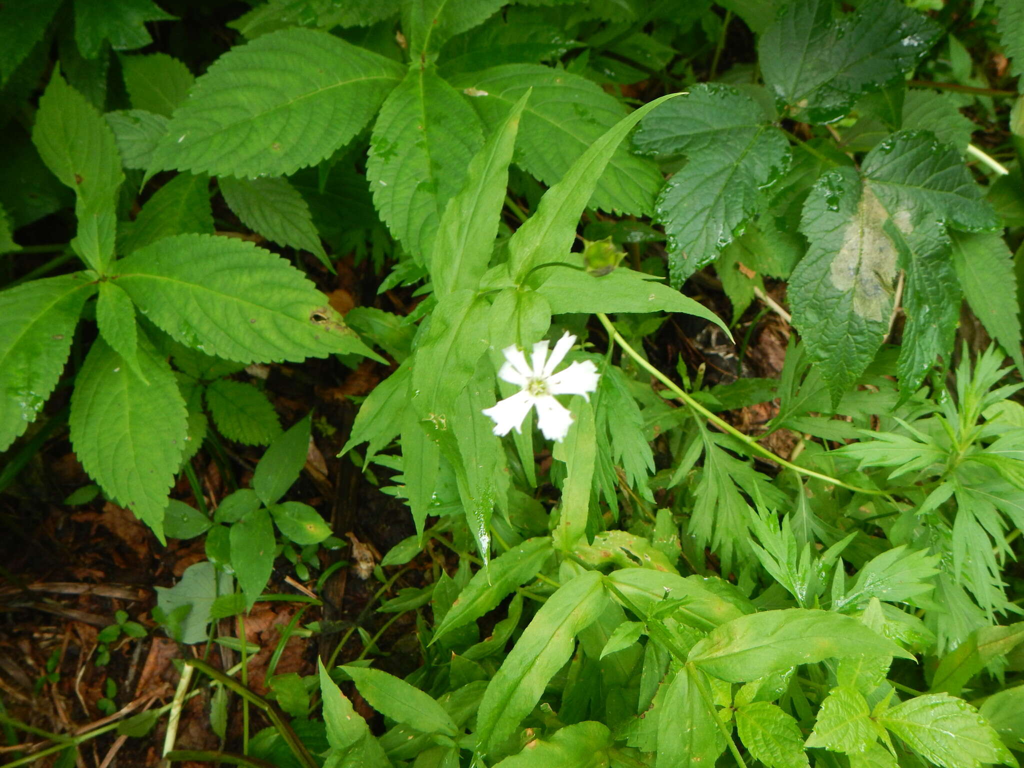 Silene gracillima Rohrb. resmi