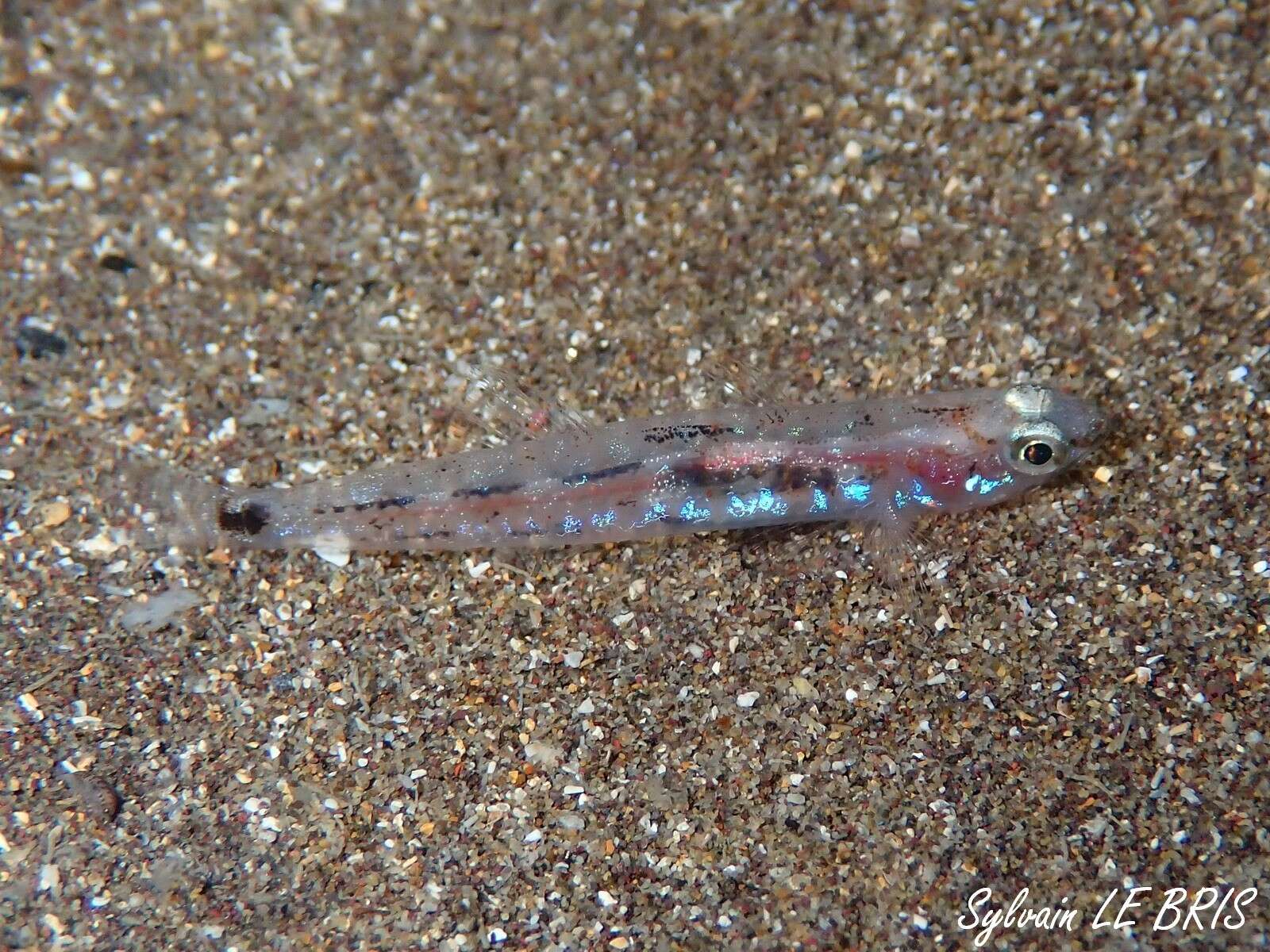 Image of Ferrer's Goby