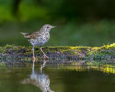 Image of Song Thrush