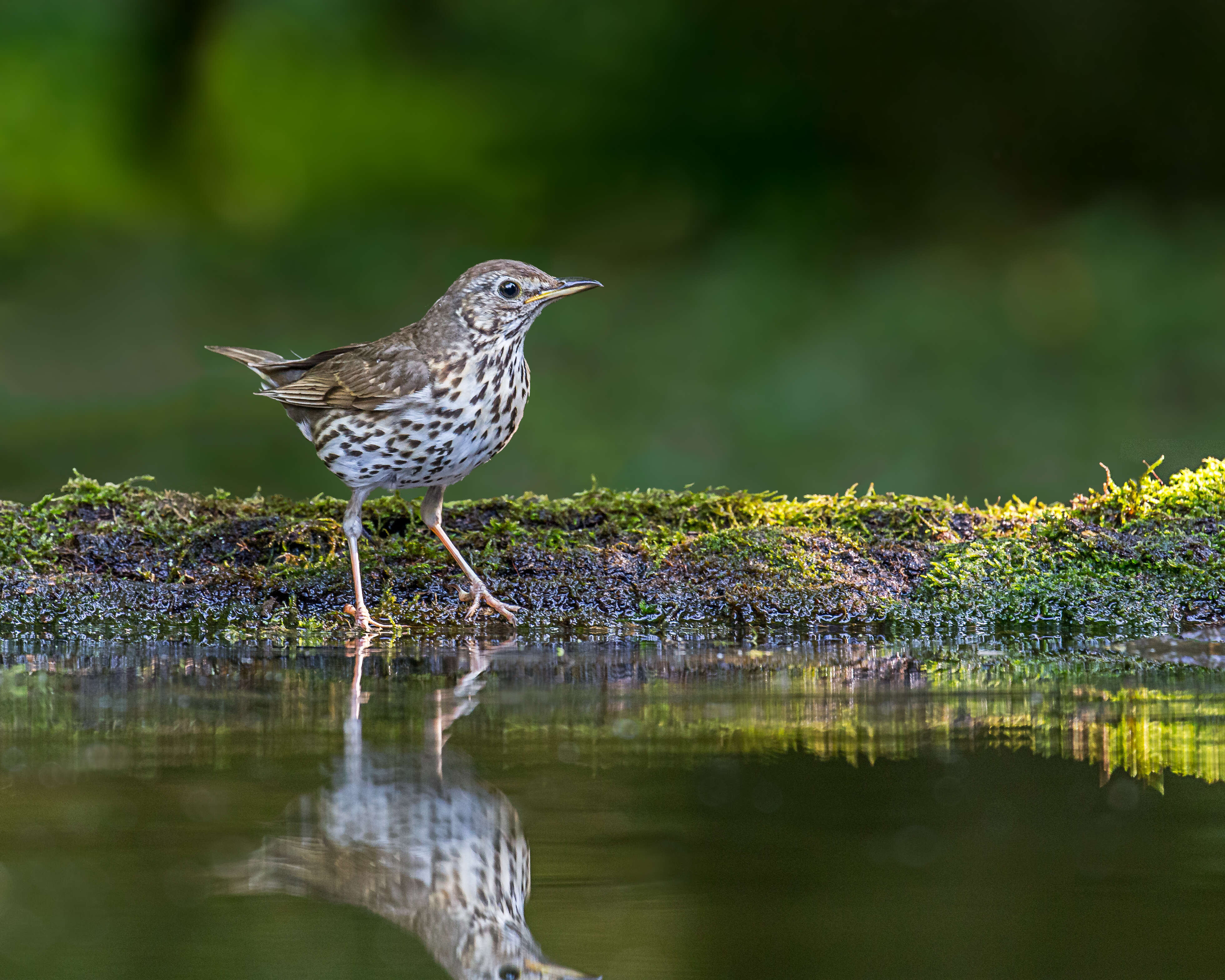 Image of Song Thrush