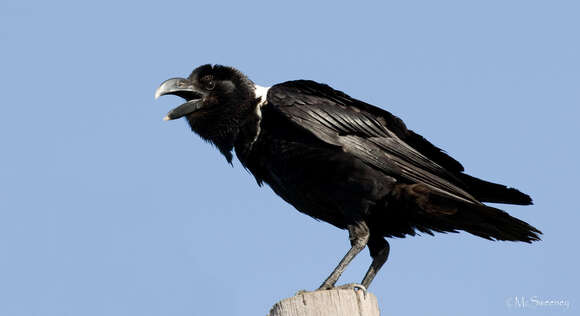 Image of White-necked Raven