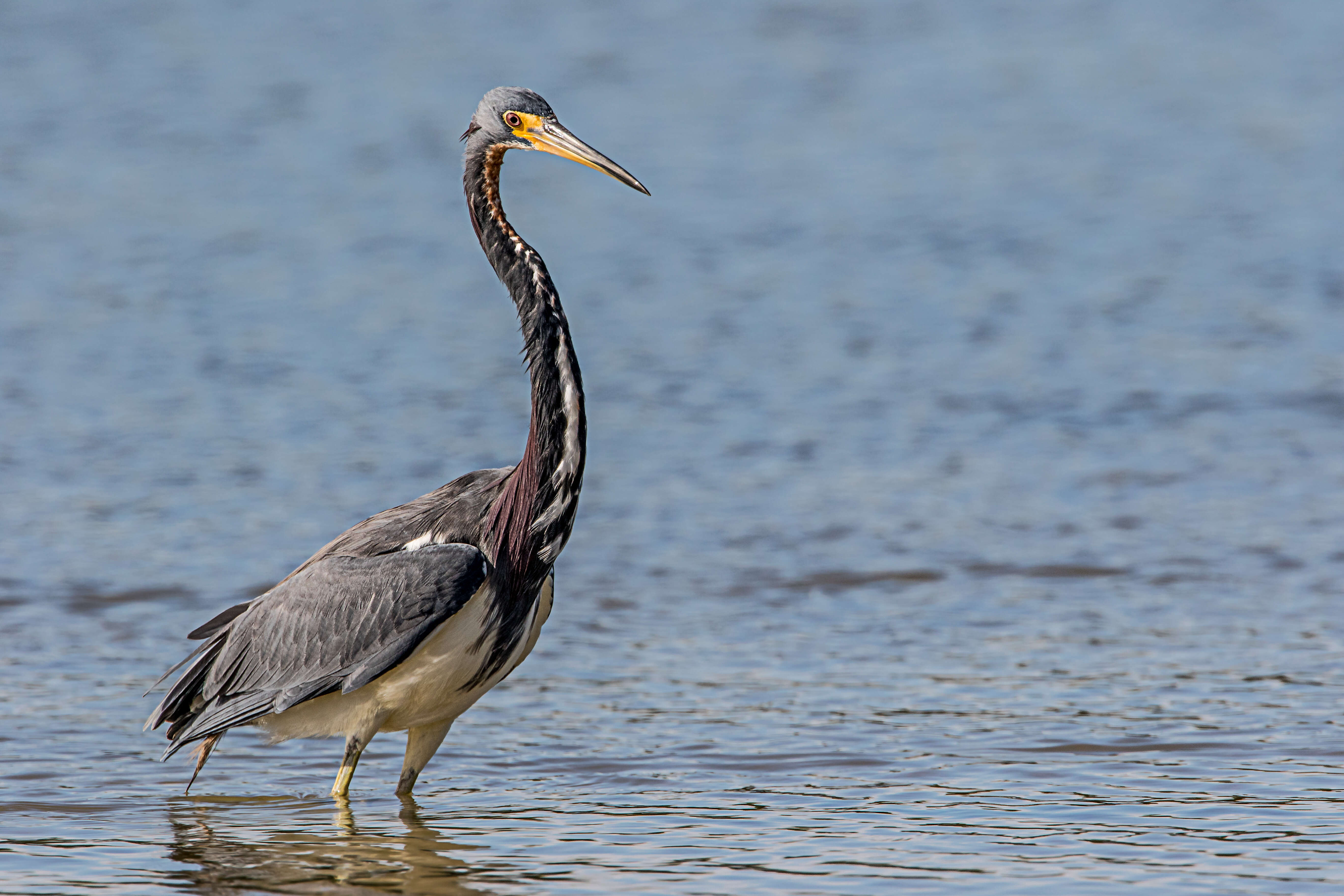 Image de Aigrette tricolore