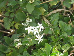 Image of Gold Coast jasmine