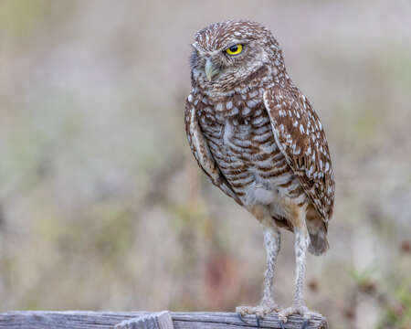 Image of Burrowing Owl