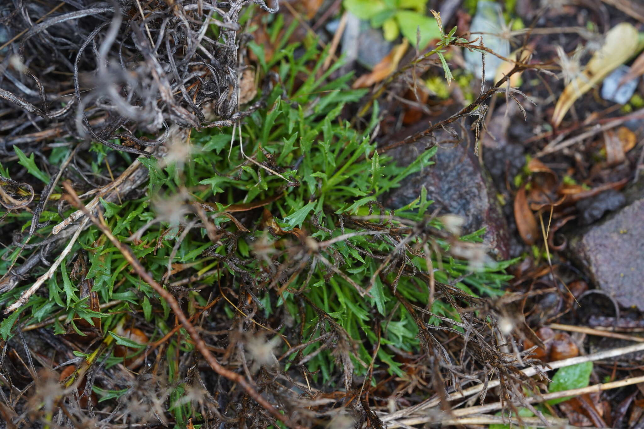 Image of Vittadinia muelleri N. T. Burbidge