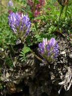 Image of Astragalus leontinus Wulfen