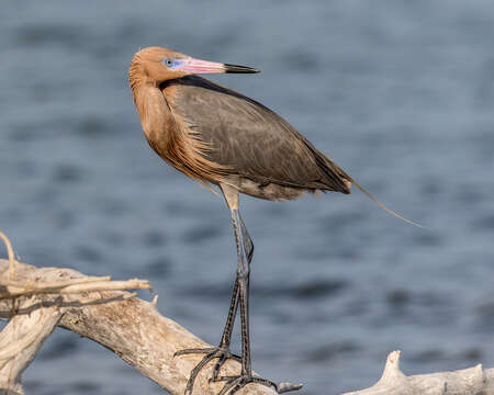 Image of Reddish Egret