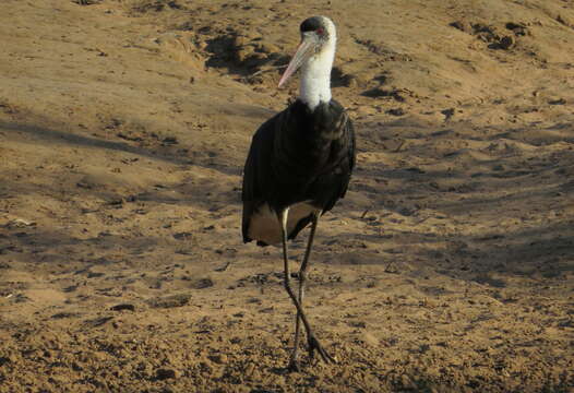 صورة <i>Ciconia microscelis</i>