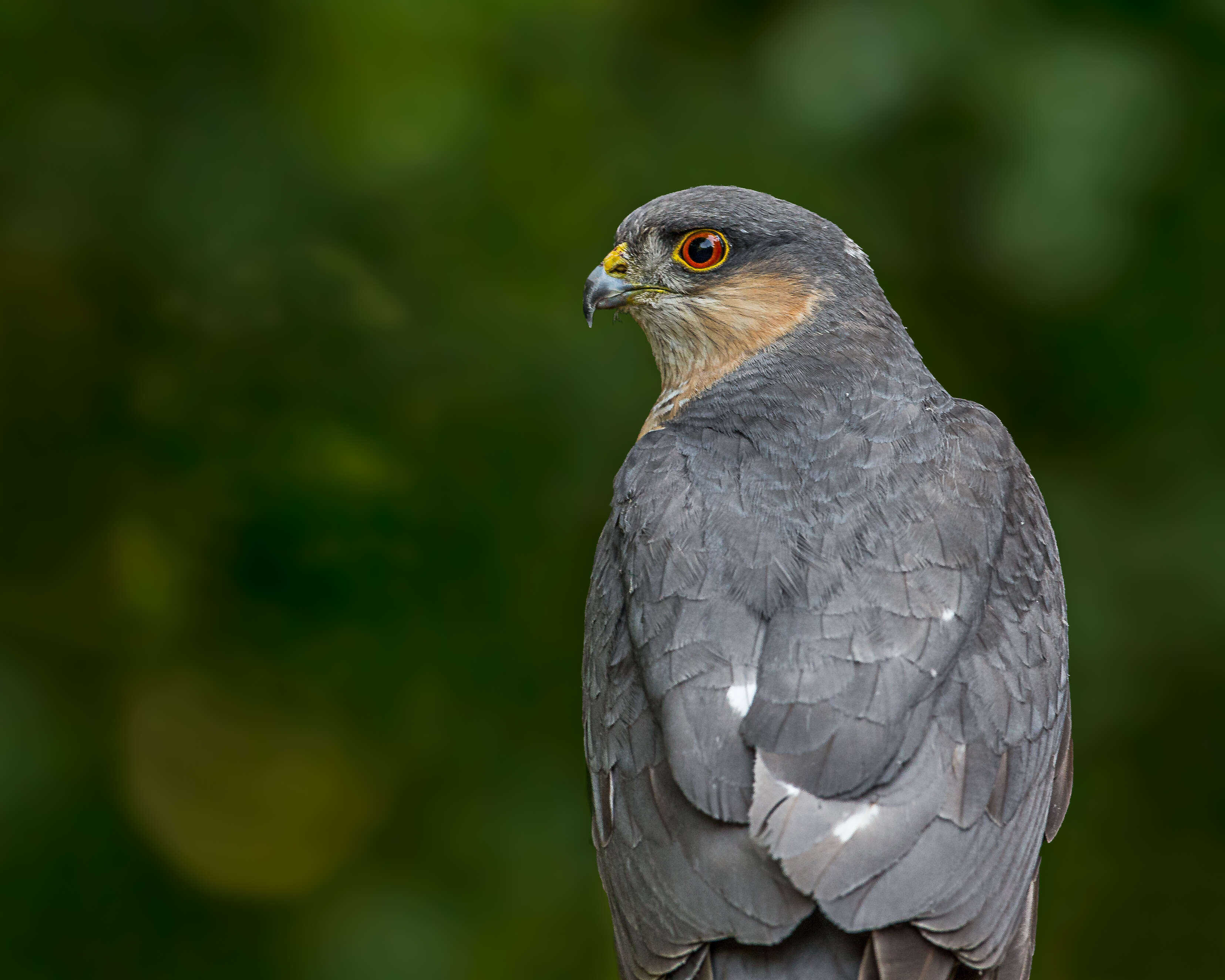 Image of Eurasian Sparrowhawk