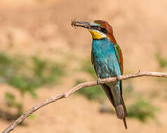 Image of bee-eater, european bee-eater