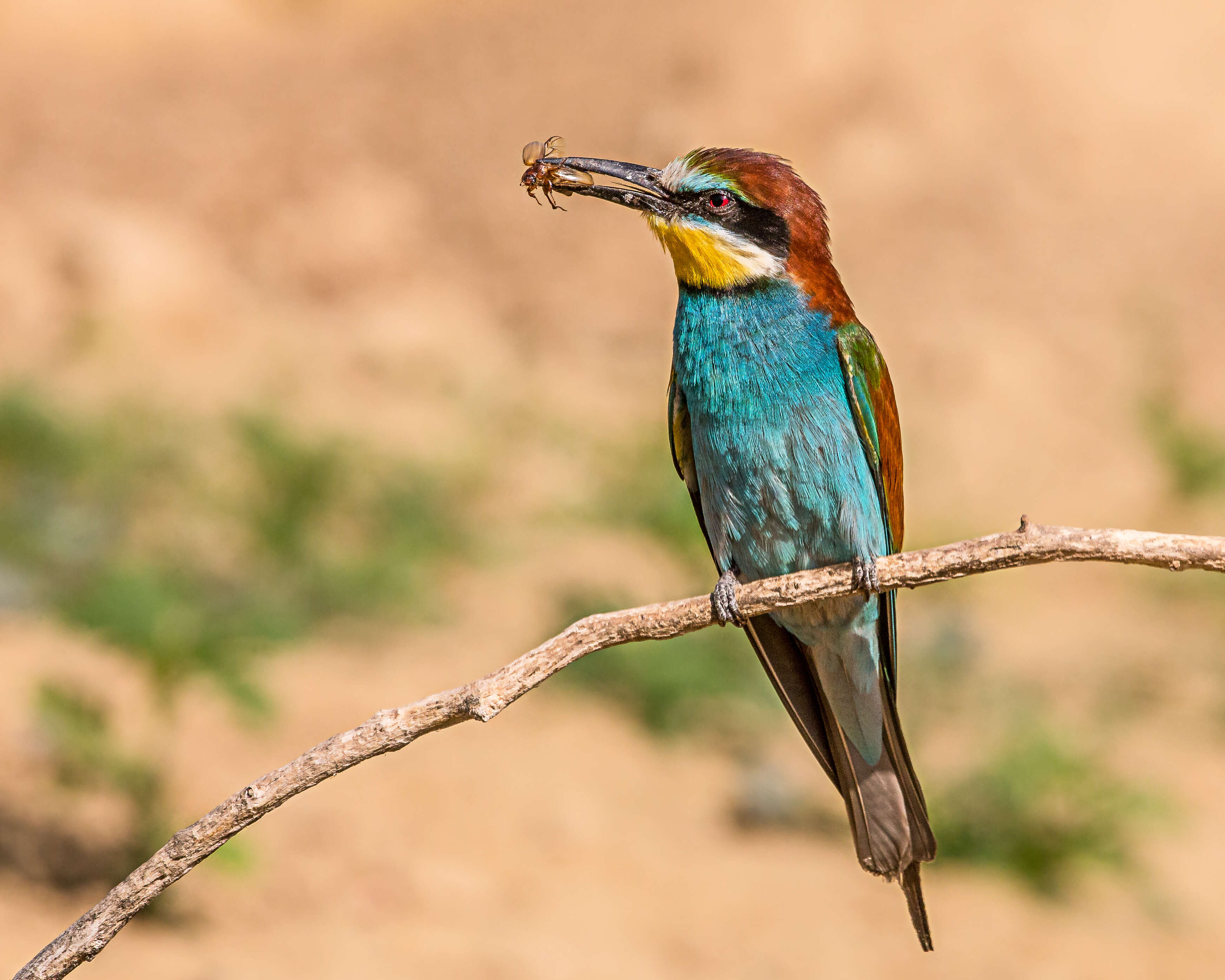 Image of bee-eater, european bee-eater