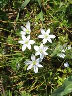 Imagem de Ornithogalum divergens Boreau