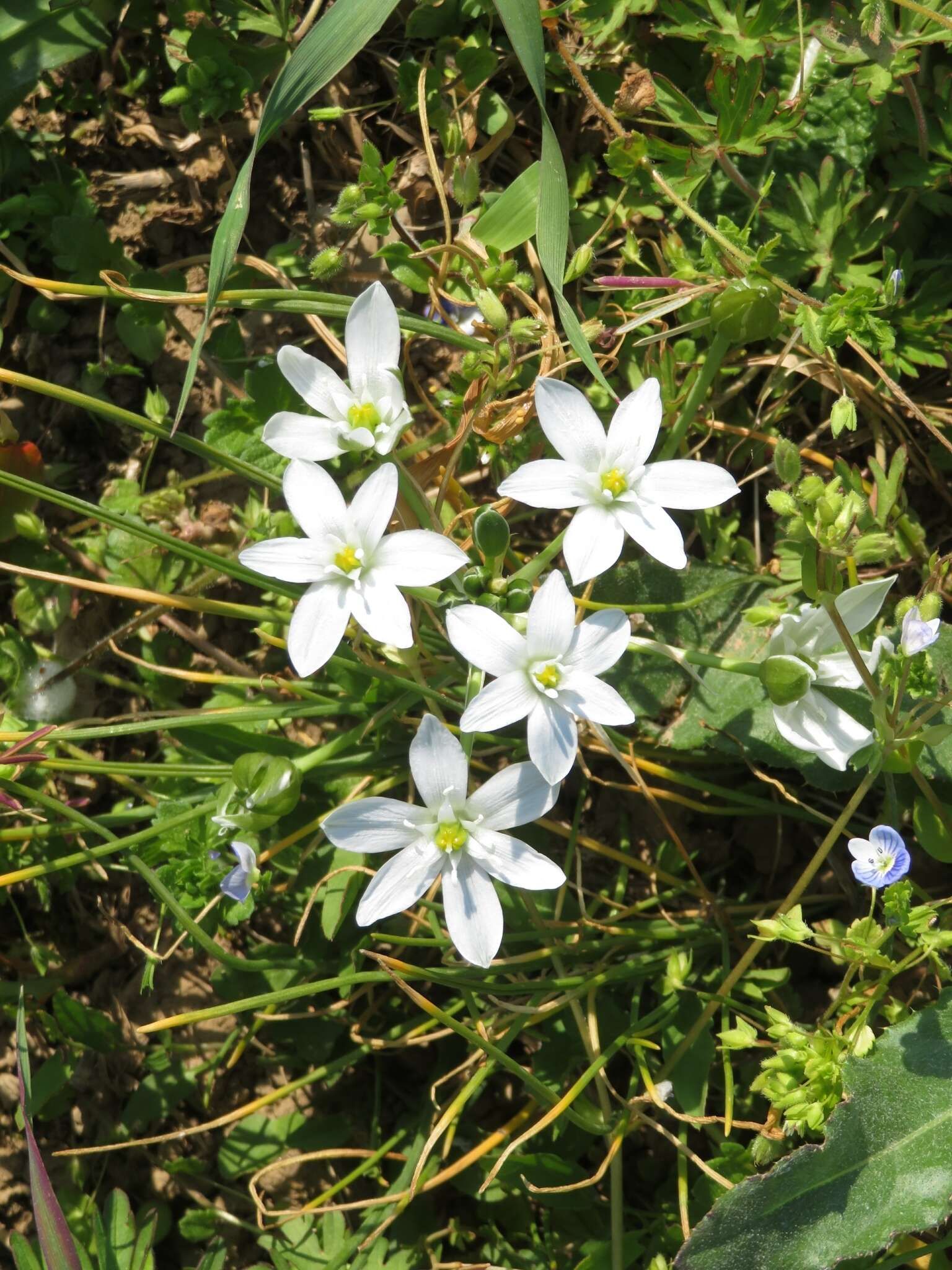 Imagem de Ornithogalum divergens Boreau