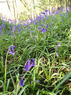 Image of Common Bluebell