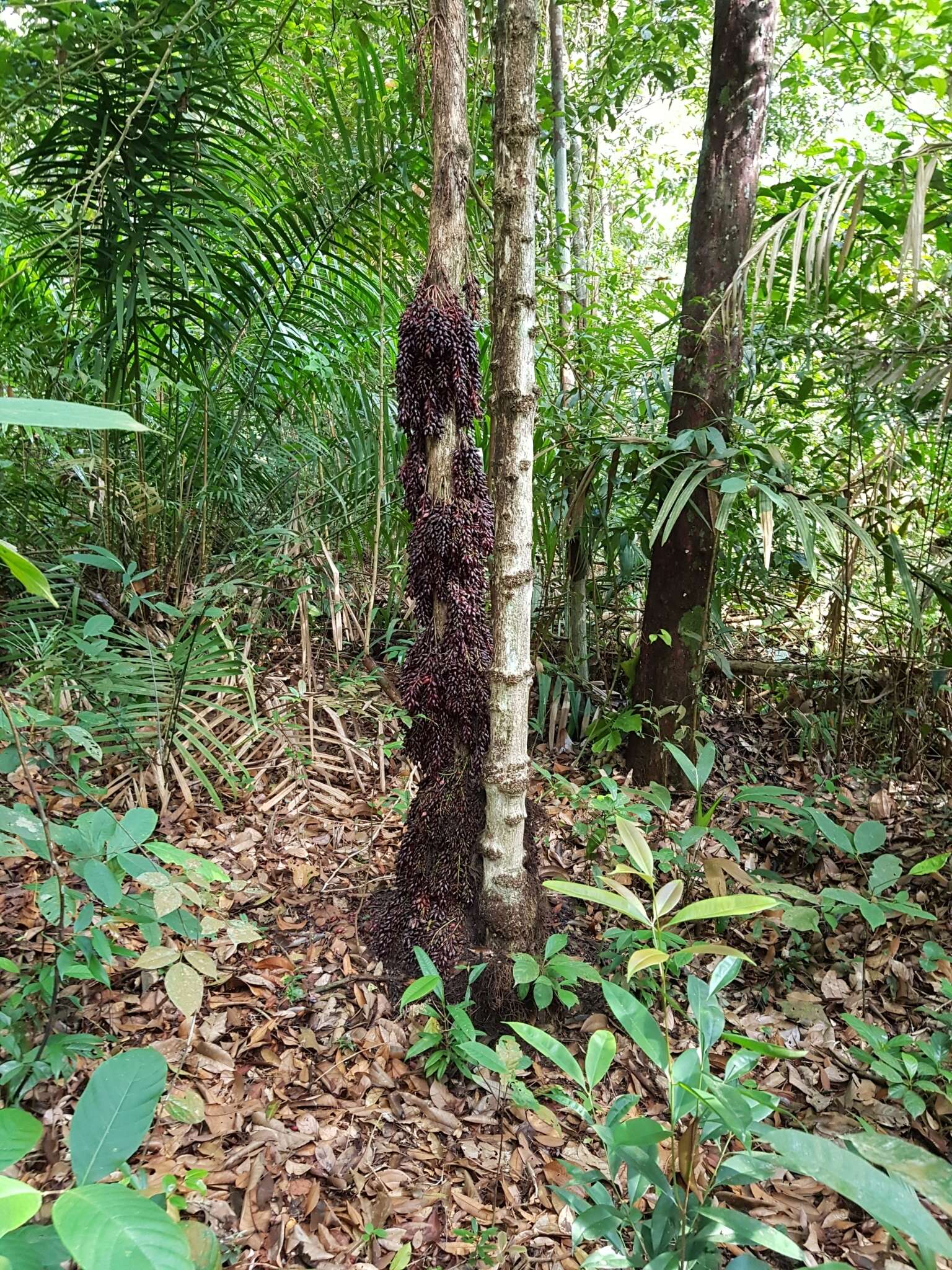 Image de Baccaurea parviflora (Müll. Arg.) Müll. Arg.