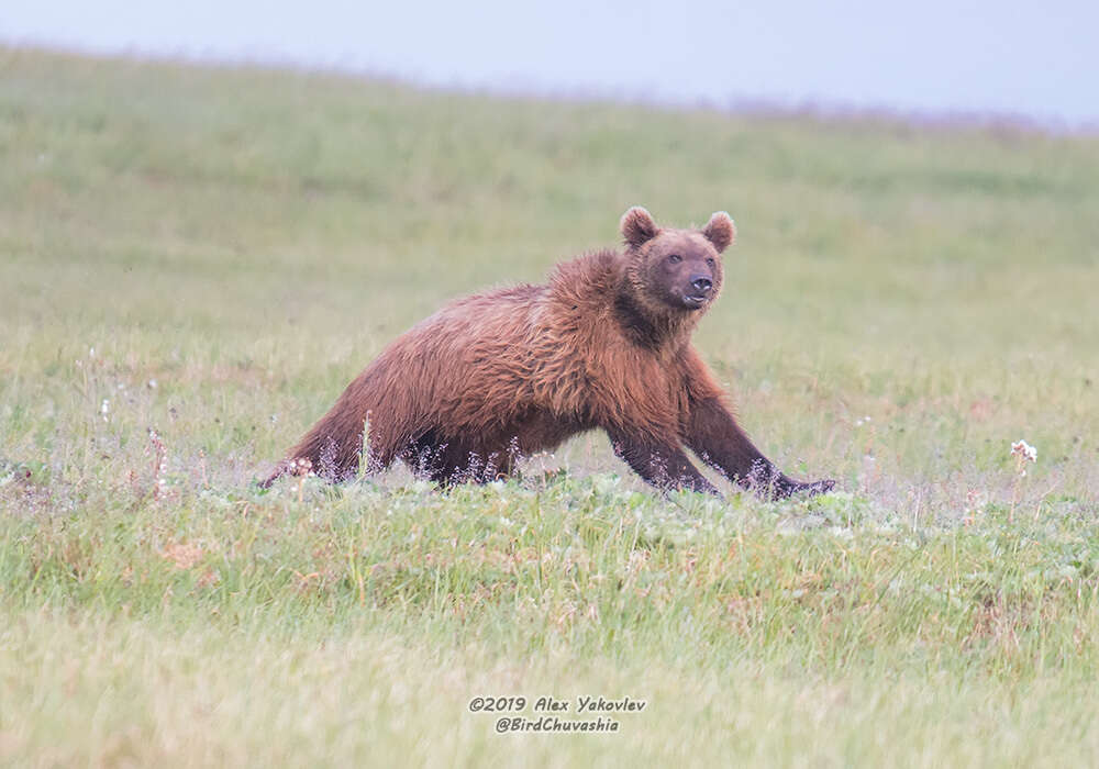 Image of Kamchatka brown bear