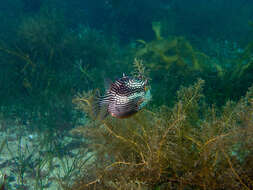 Image of Shaw&#39;s cowfish