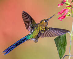 Image of Violet-tailed Sylph