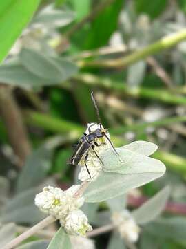 Image of Alternanthera albida (Moq.) Griseb.