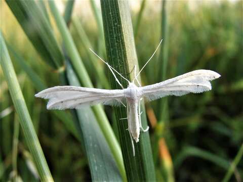 Image of Pterophorus