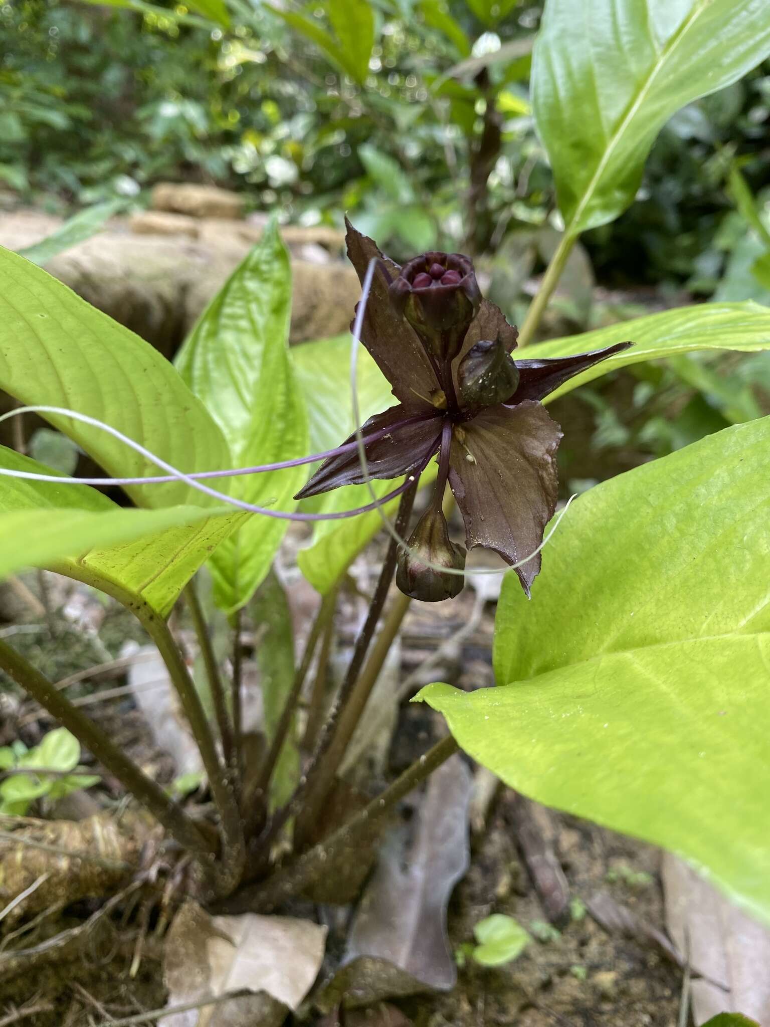 Image of black bat flower