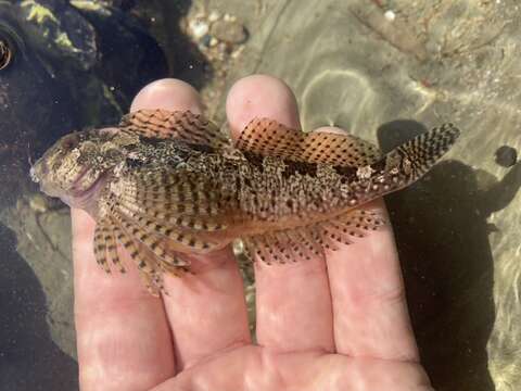 Image of Bald sculpin