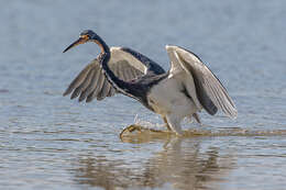 Image de Aigrette tricolore